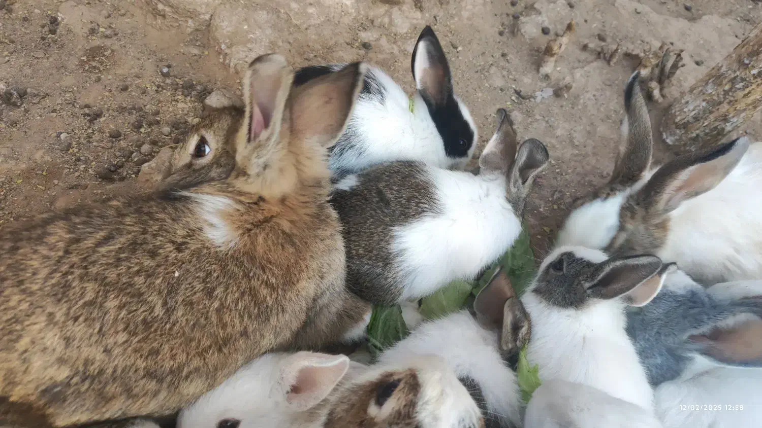 خرگوش نانازی|موش و خرگوش|سبزوار, پاسداران|دیوار