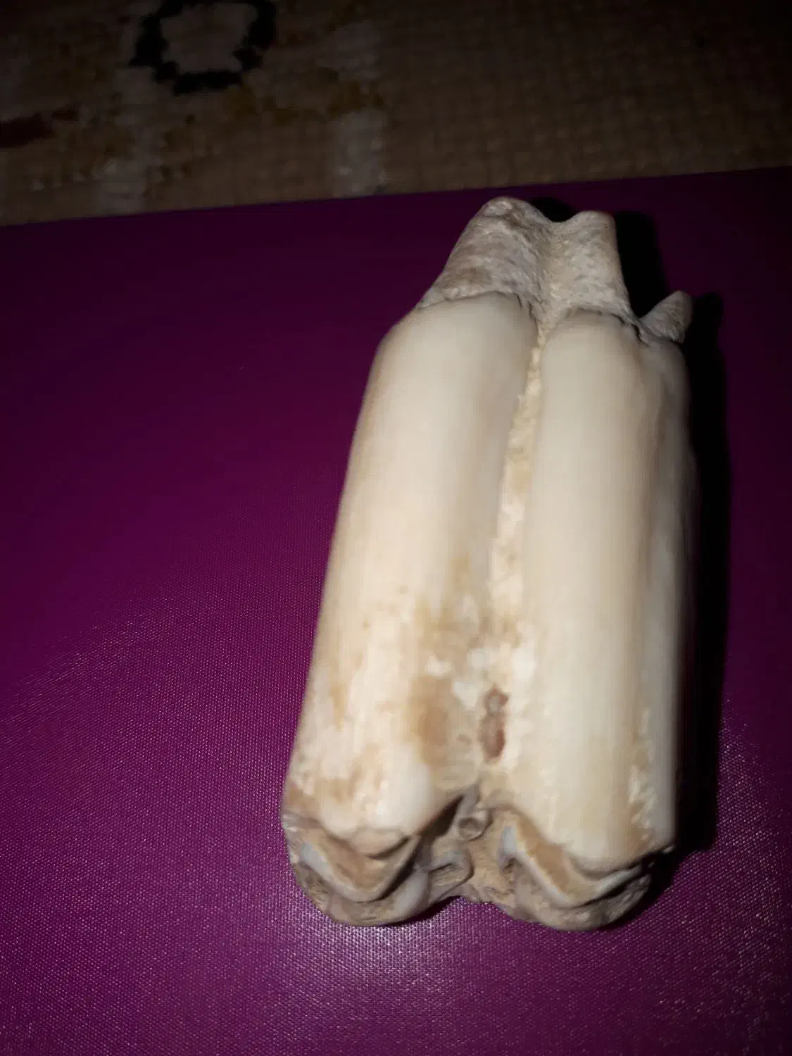 دندان فسیل  شده ماموت|کلکسیون اشیاء عتیقه|کلاچای, |دیوار