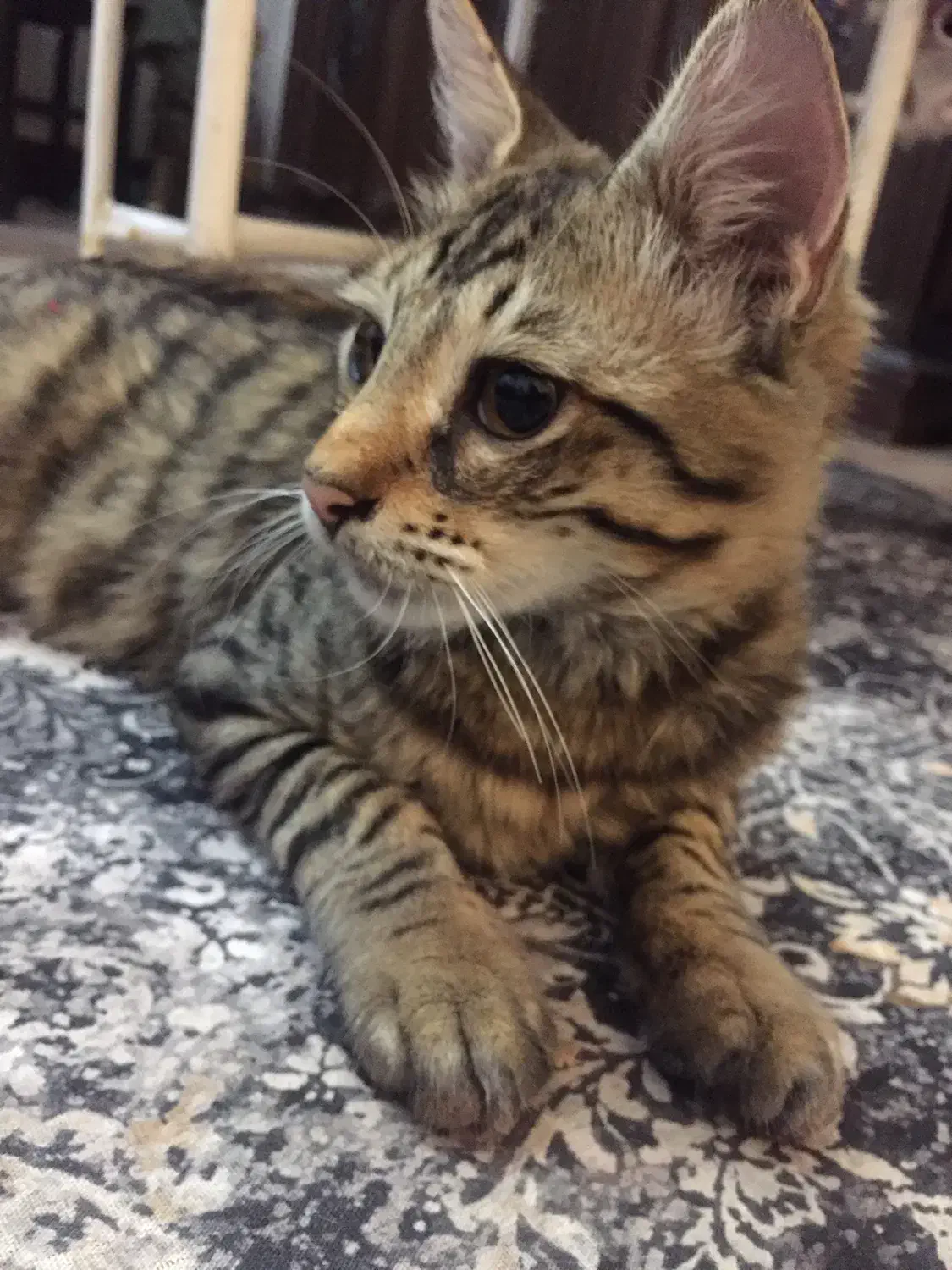 واگذاری گربه خانگی با تعهد|گربه|نوشهر, |دیوار