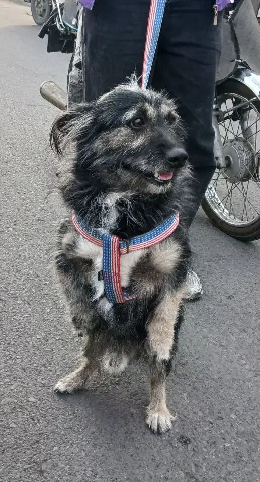 سگ حیوانات|سگ|قم, ولیعصر|دیوار