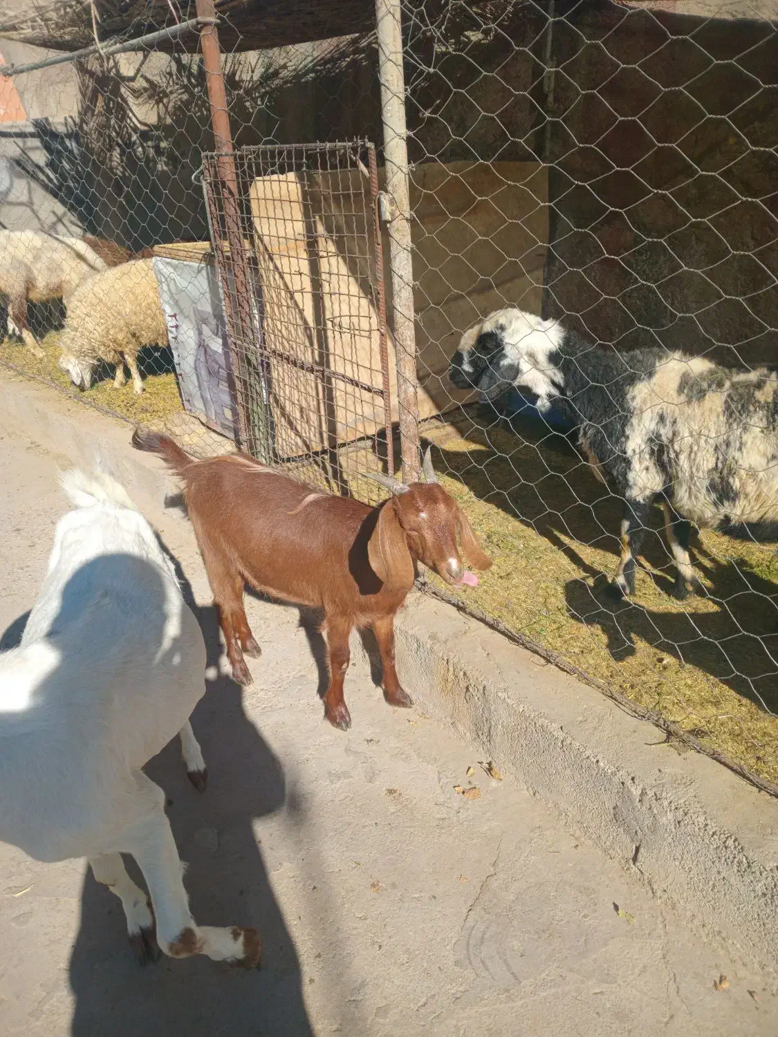 بز وگیسه آبستن نژاد دار|حیوانات مزرعه|کرمان, |دیوار