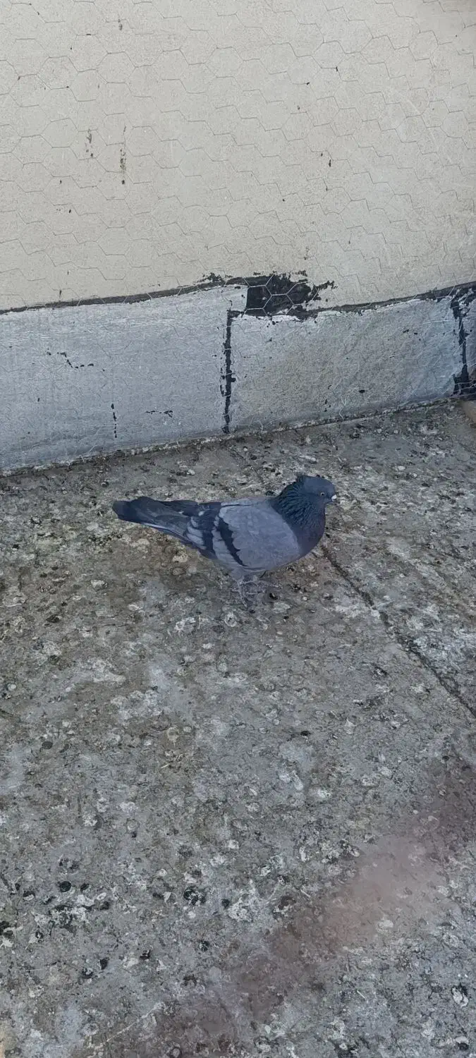 کبوتر|پرنده|لالجین, |دیوار