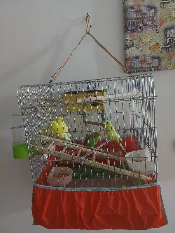 فروش فوری|اجاق گاز و لوازم برقی پخت‌وپز|مسجد سلیمان, |دیوار