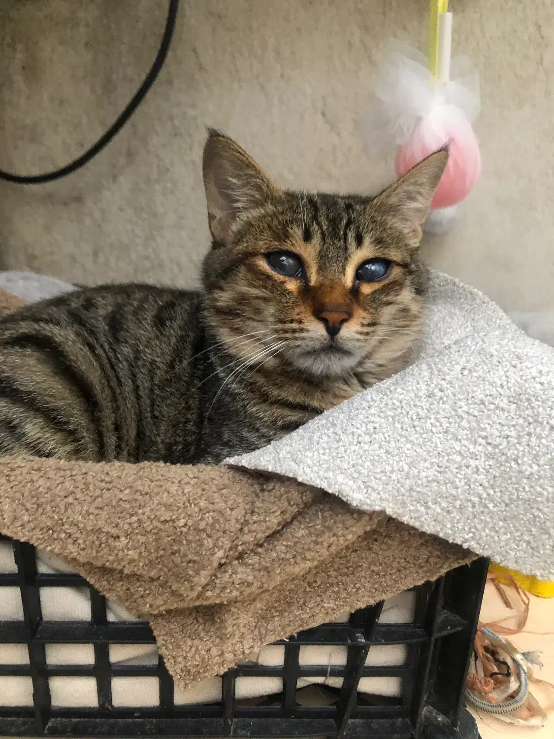 گربه کم بینا|گربه|لاهیجان, جمهوری|دیوار