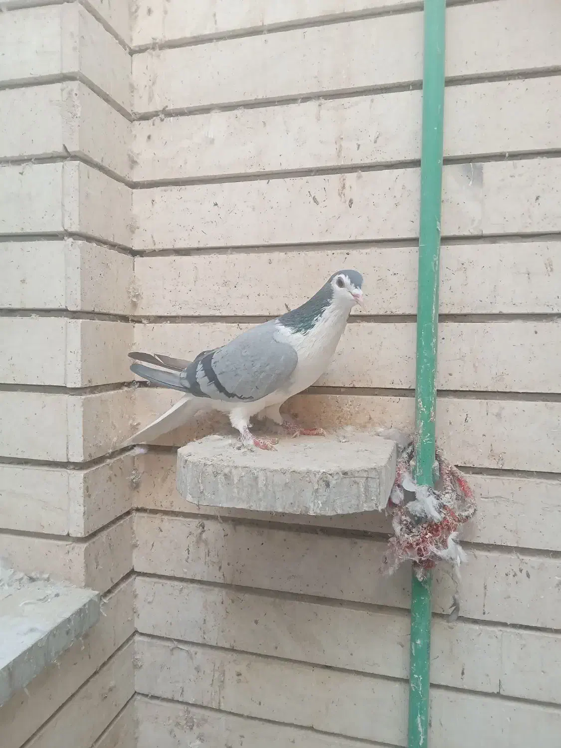 دم گیروشازده|پرنده|اصفهان, ارغوانیه|دیوار