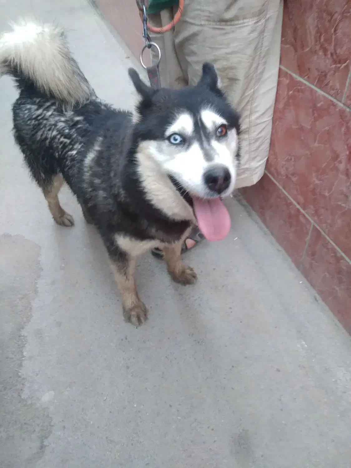 سگ پاکوتا وهاسکی|سگ|مشهد, کشف|دیوار