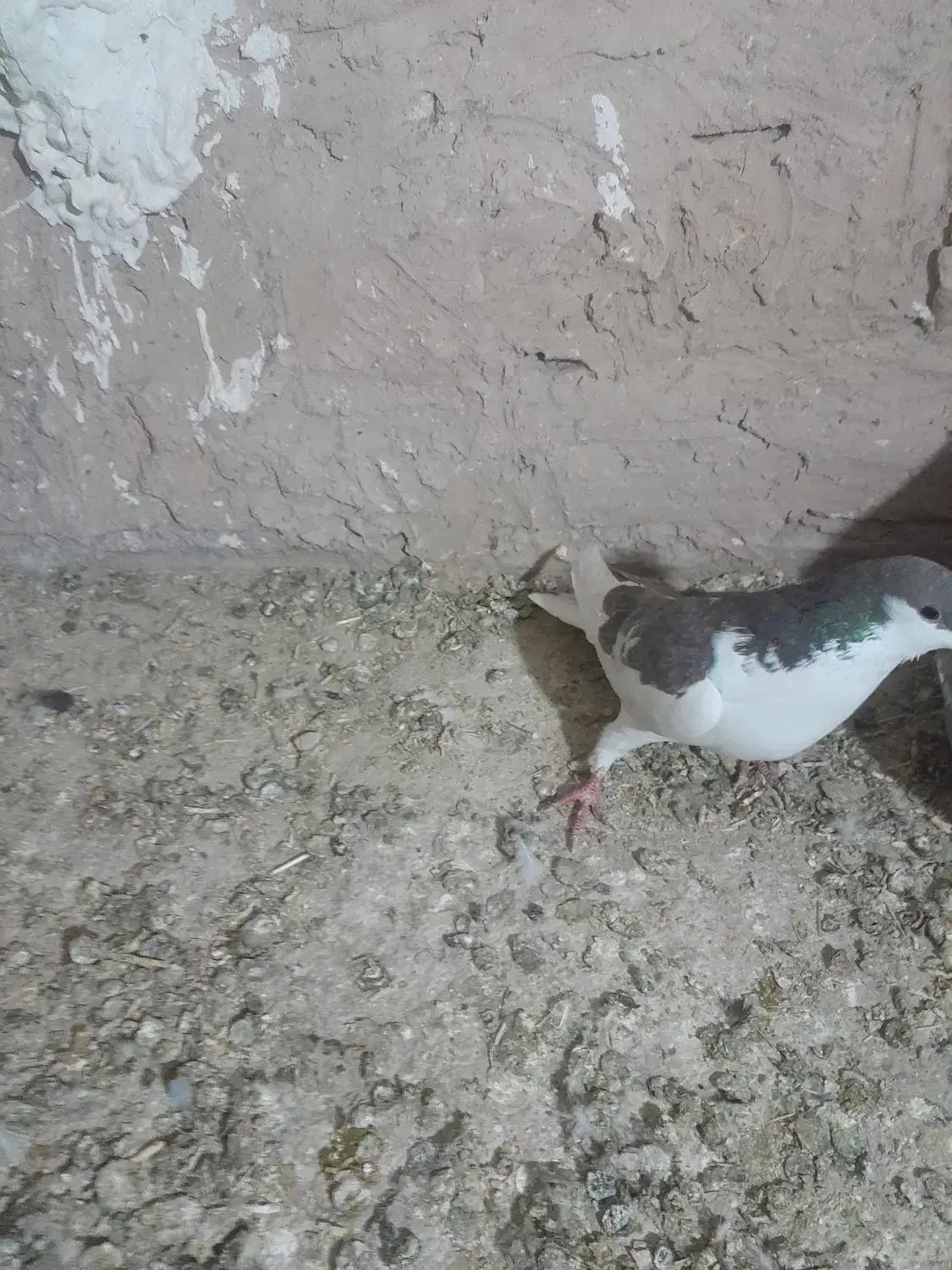 کفتر پرشی|پرنده|نیشابور, حقیه|دیوار