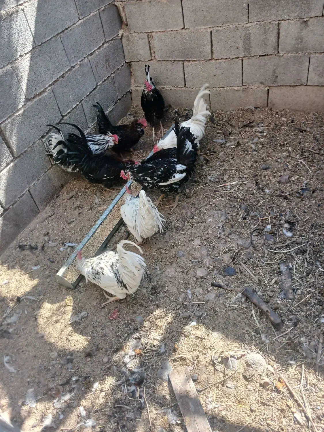 جوجه خروس گلین محلی|حیوانات مزرعه|فسا, |دیوار