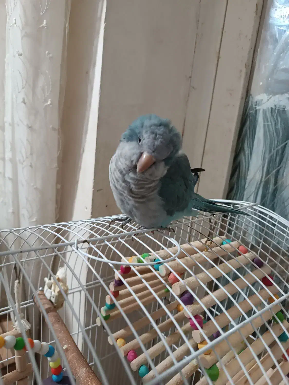 دوعدد طوطی راهب فوق دستی درحد عروسک|پرنده|آبپخش, |دیوار