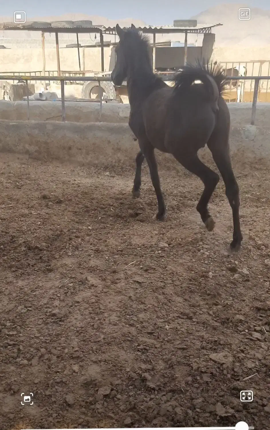 کره نر ۱۵ ماهه نوه رخش مریخ|حیوانات مزرعه|مبارکه, |دیوار