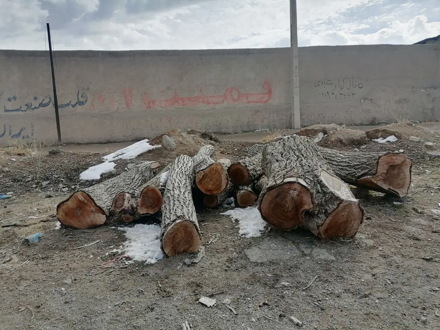 خرید انواع چوب تر و خشک|خدمات باغبانی و درختکاری|اسدآباد, |دیوار