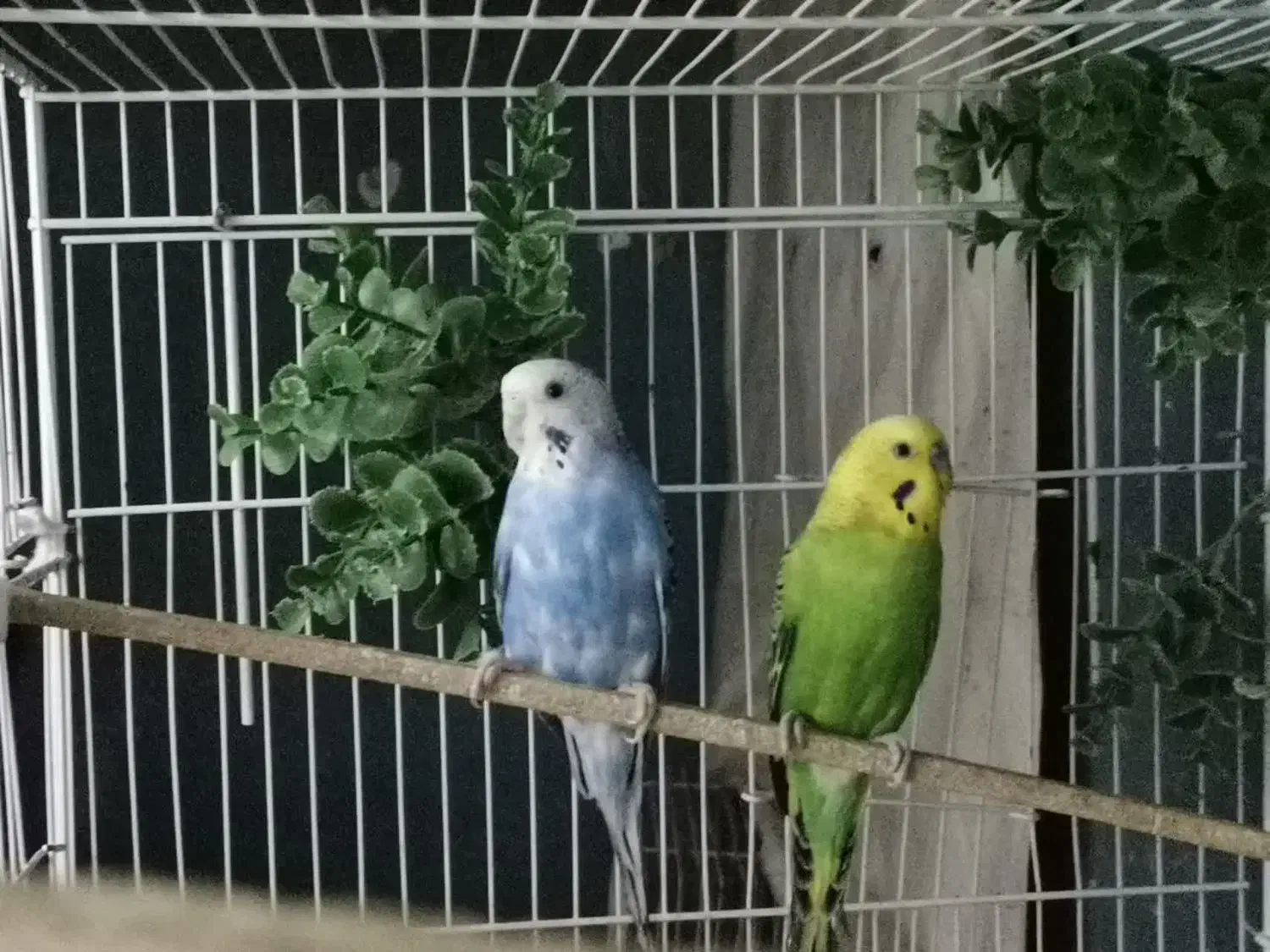 چهار جفت مرغ عشق مولد با تخم|پرنده|مشهد, تربیت (صدف)|دیوار