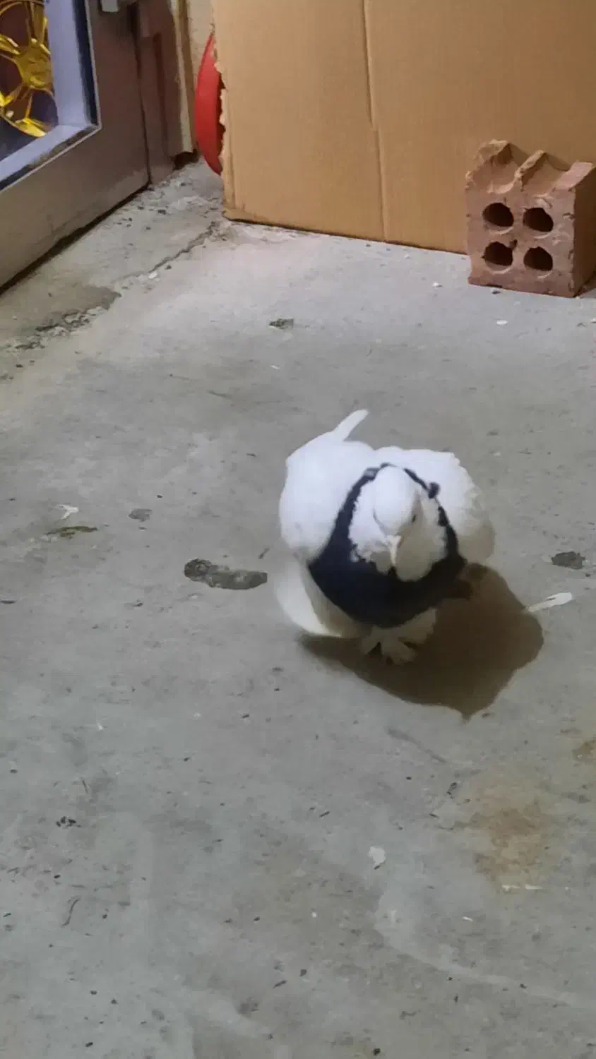 کفر طوقی ماده|پرنده|تهران, شهید فکوری|دیوار