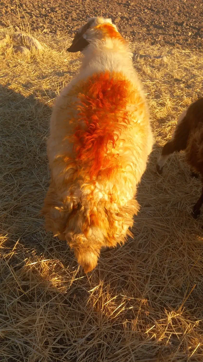 یک راس قوچ سنجابی اصیل|حیوانات مزرعه|اسلام آباد, |دیوار