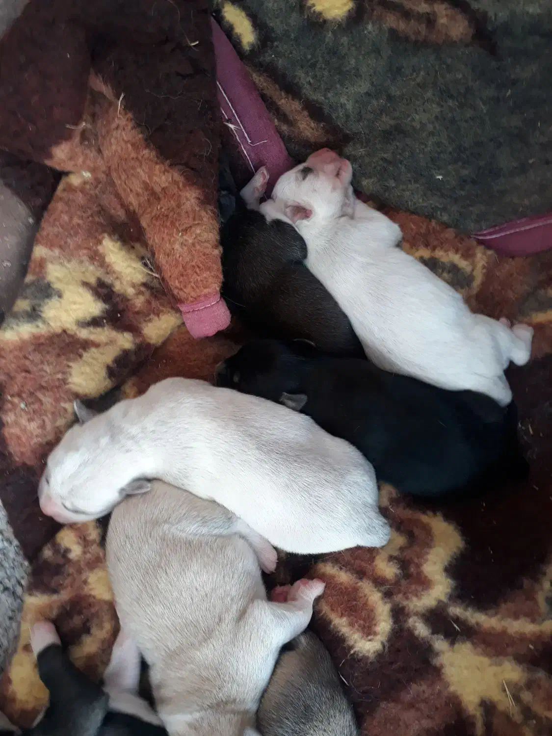 توله و ماده هاسکی|سگ|آشخانه, |دیوار