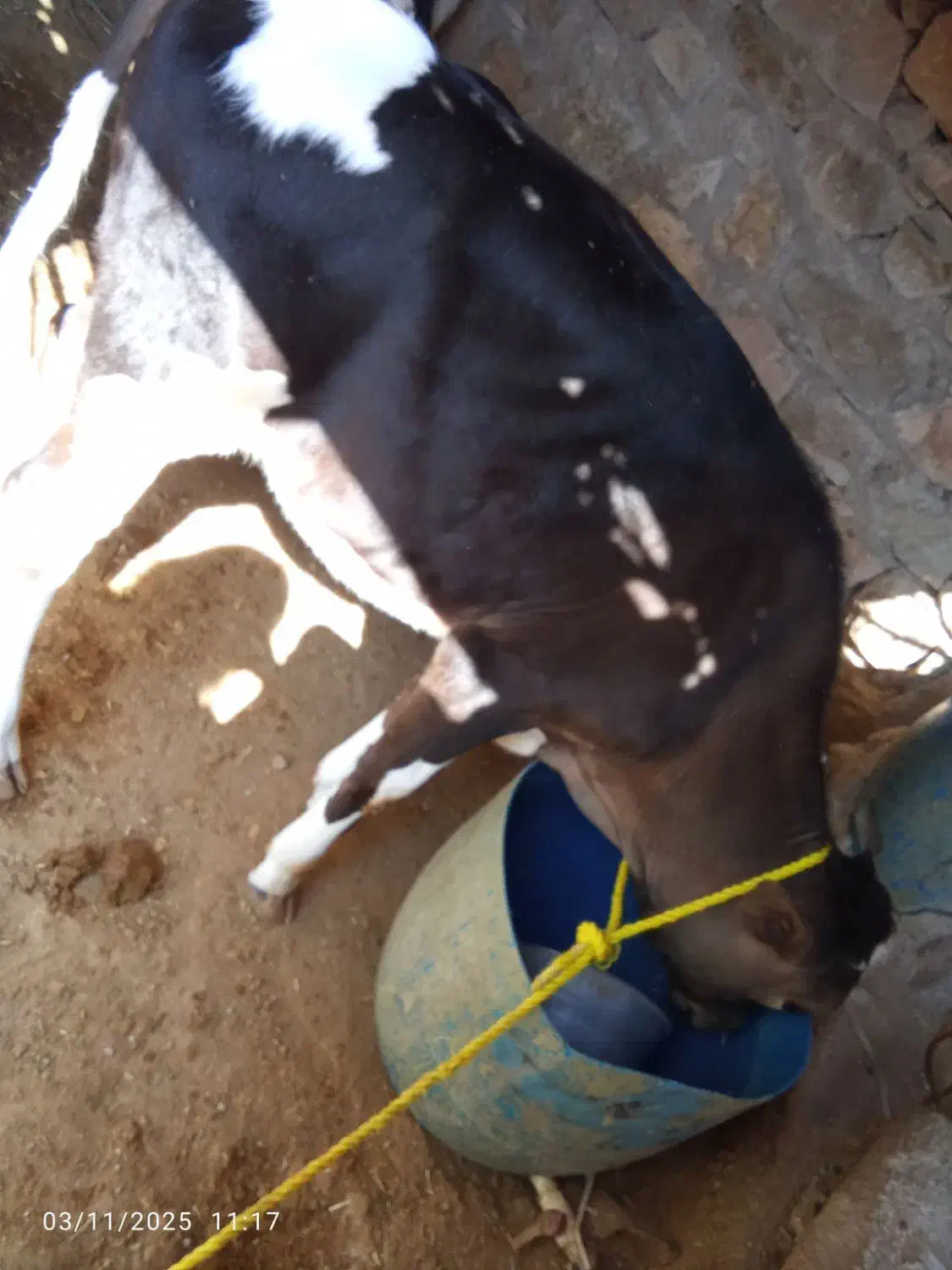 گوساله|حیوانات مزرعه|مسجد سلیمان, |دیوار