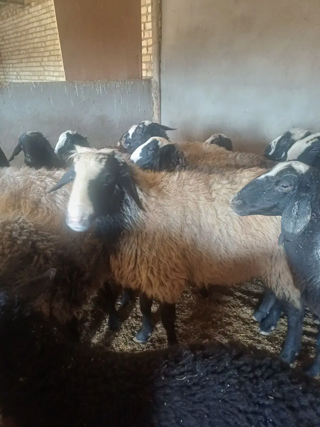 قوچ نژاد شال|حیوانات مزرعه|شال, |دیوار