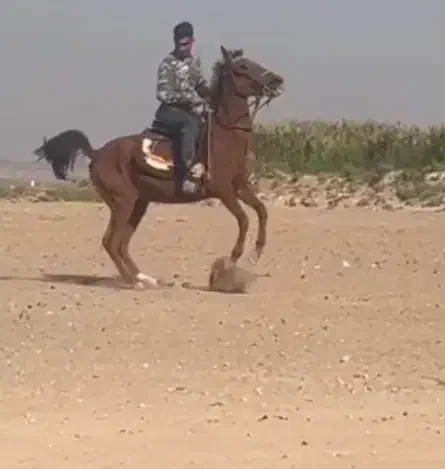 مادیون جفت زن|اسب و تجهیزات اسبسواری|صفادشت, |دیوار