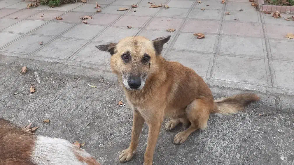 سگ مهربون واگذاری|سگ|رشت, گلسار|دیوار