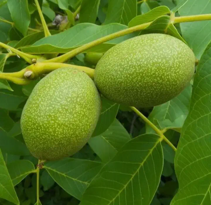 نهال گردو پکان پیوندی|خدمات باغبانی و درختکاری|قیدار, |دیوار