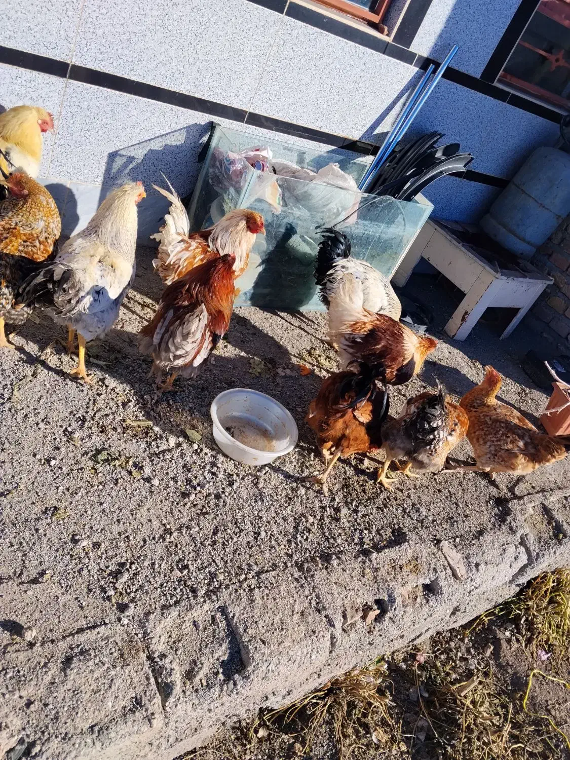 خروس 1ساله|حیوانات مزرعه|دشتک, |دیوار