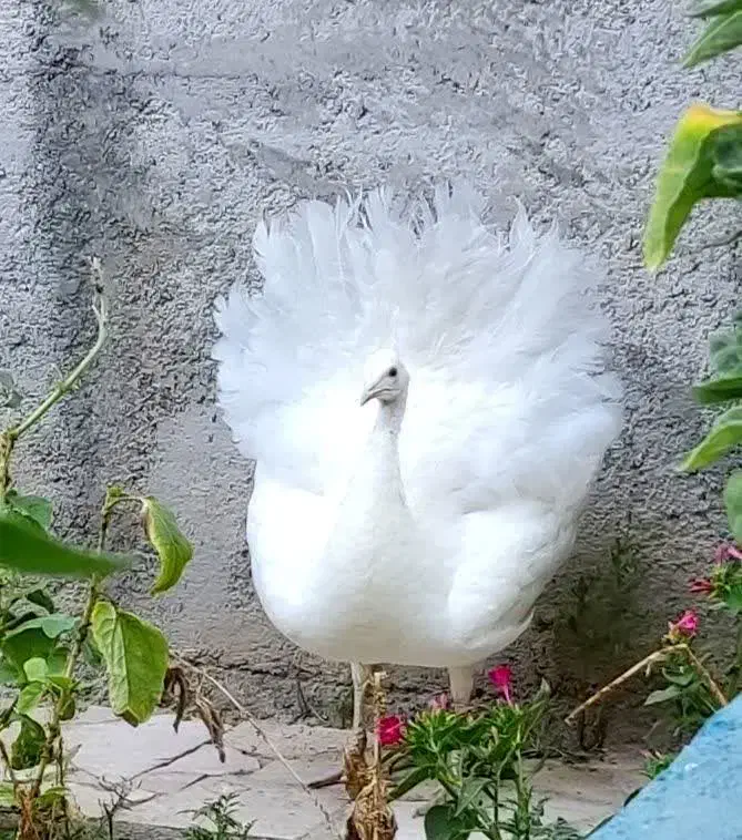 بز و بزغاله سانن|حیوانات مزرعه|گلبهار, نوبهار|دیوار