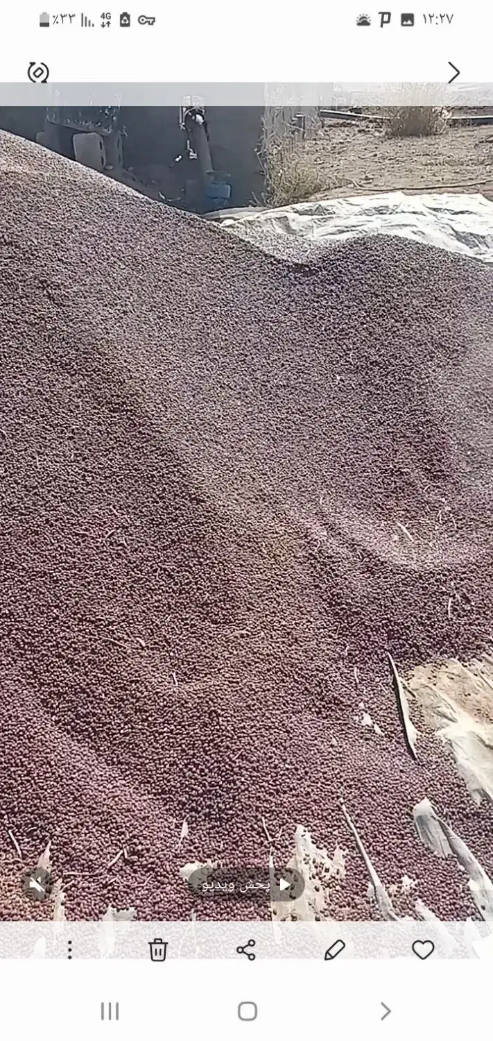 لوبیا قرمز درشت بذریاقوت درجه ۱|عمدهفروشی|الیگودرز, |دیوار