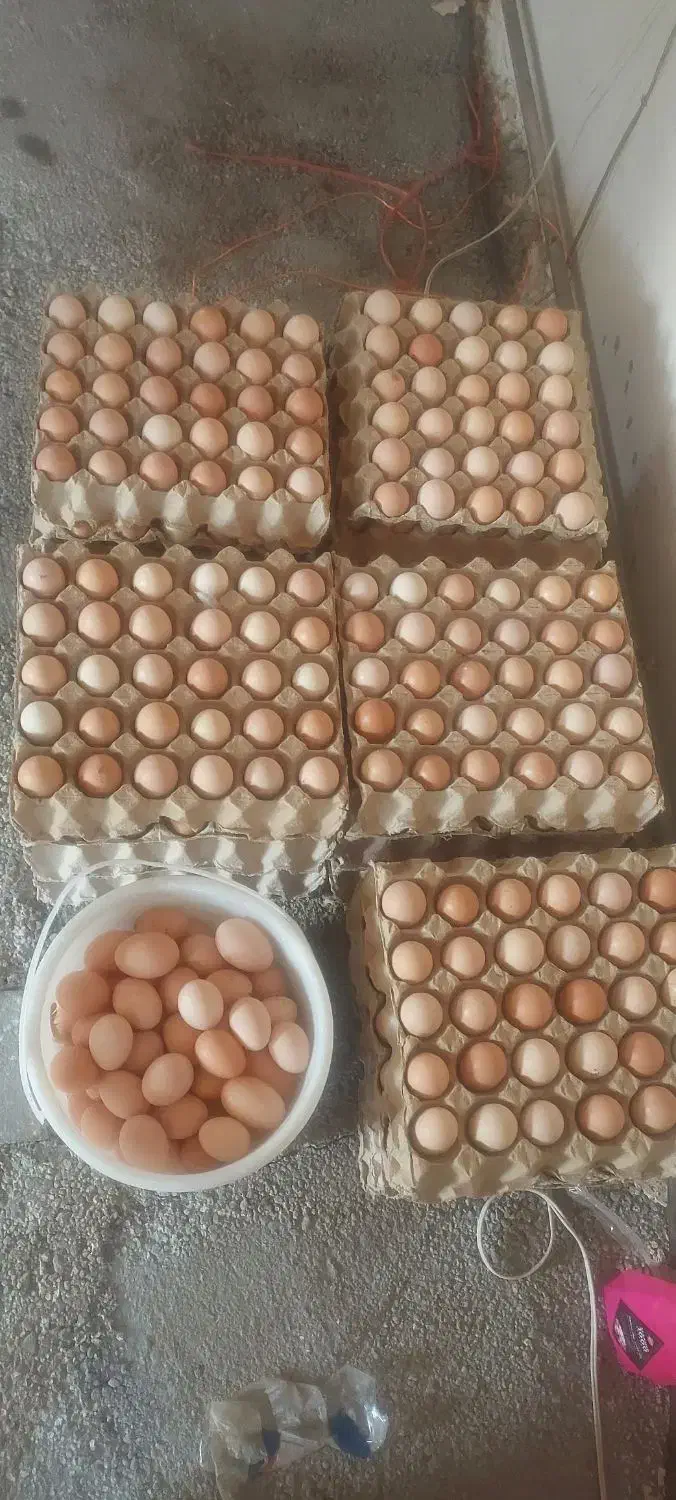 تخم مرغ محلی  ارگانیک  کت یومورتاسی|خوردنی و آشامیدنی|میانه, |دیوار