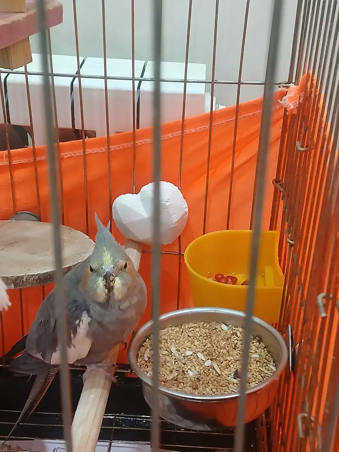 عروس هلندی نر و ماده با ۳ عدد تخم  به فروش میرسد|پرنده|تهران, جیحون|دیوار