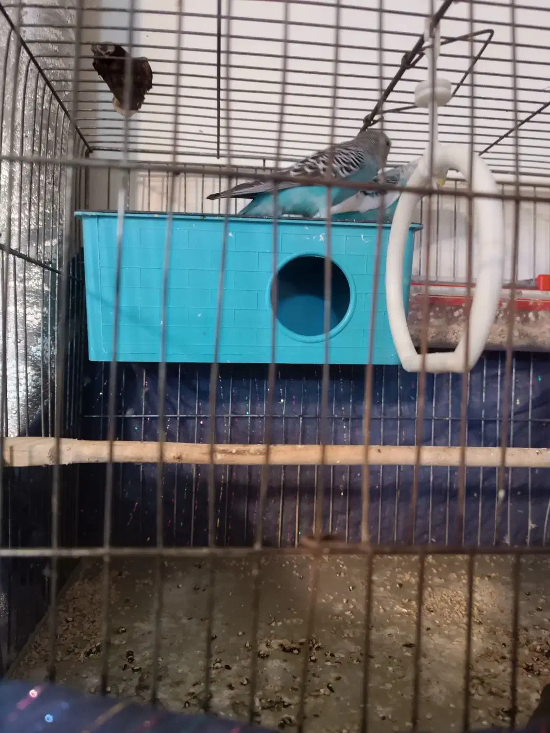 جفت مرغ عشق مولد تخم گزار|پرنده|تهران, نعمتآباد|دیوار