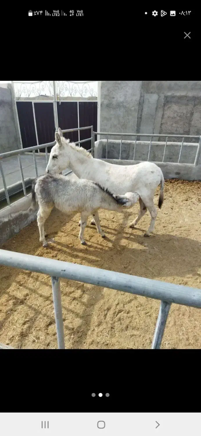 شیرالاغ وشیرشتر|حیوانات مزرعه|قم, ولیعصر|دیوار