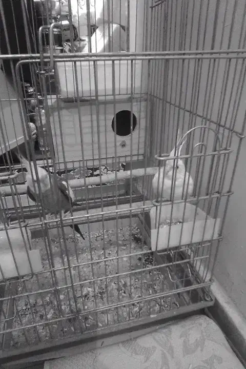 باسلام عروس هلندی مولد|پرنده|ری, شهادت|دیوار