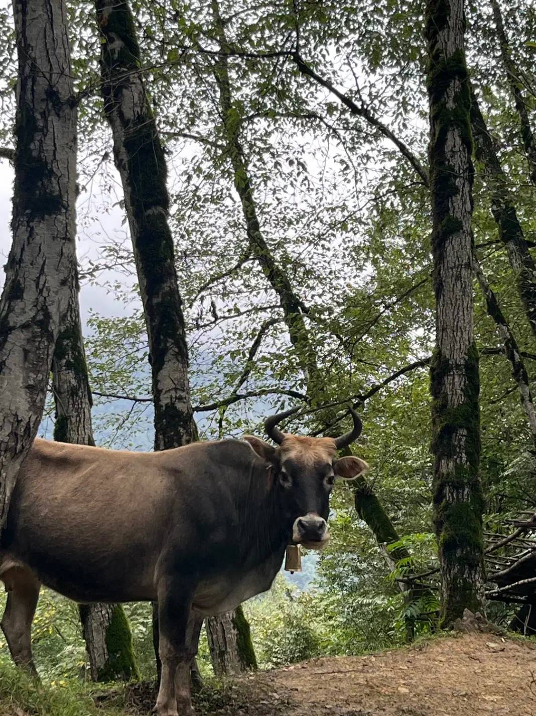 تولید کننده محتوا|خدمات رایانهای و موبایل|اهواز, کوروش|دیوار