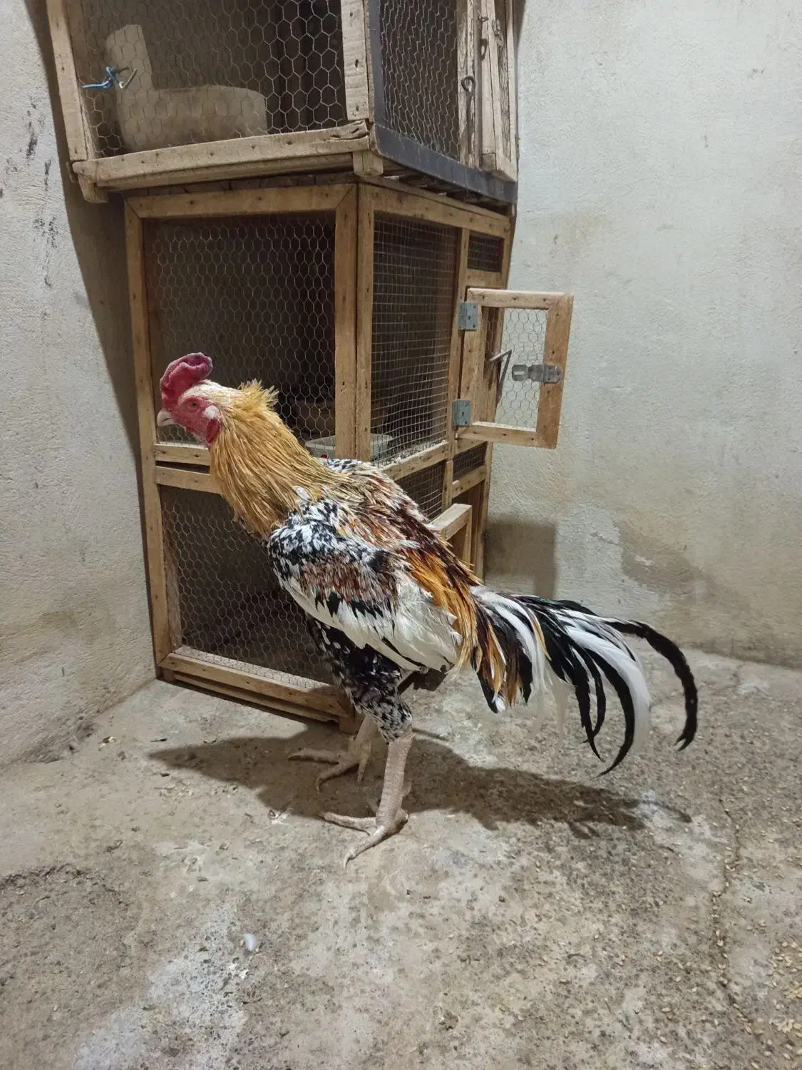 خروس لاری|حیوانات مزرعه|کرمانشاه, |دیوار