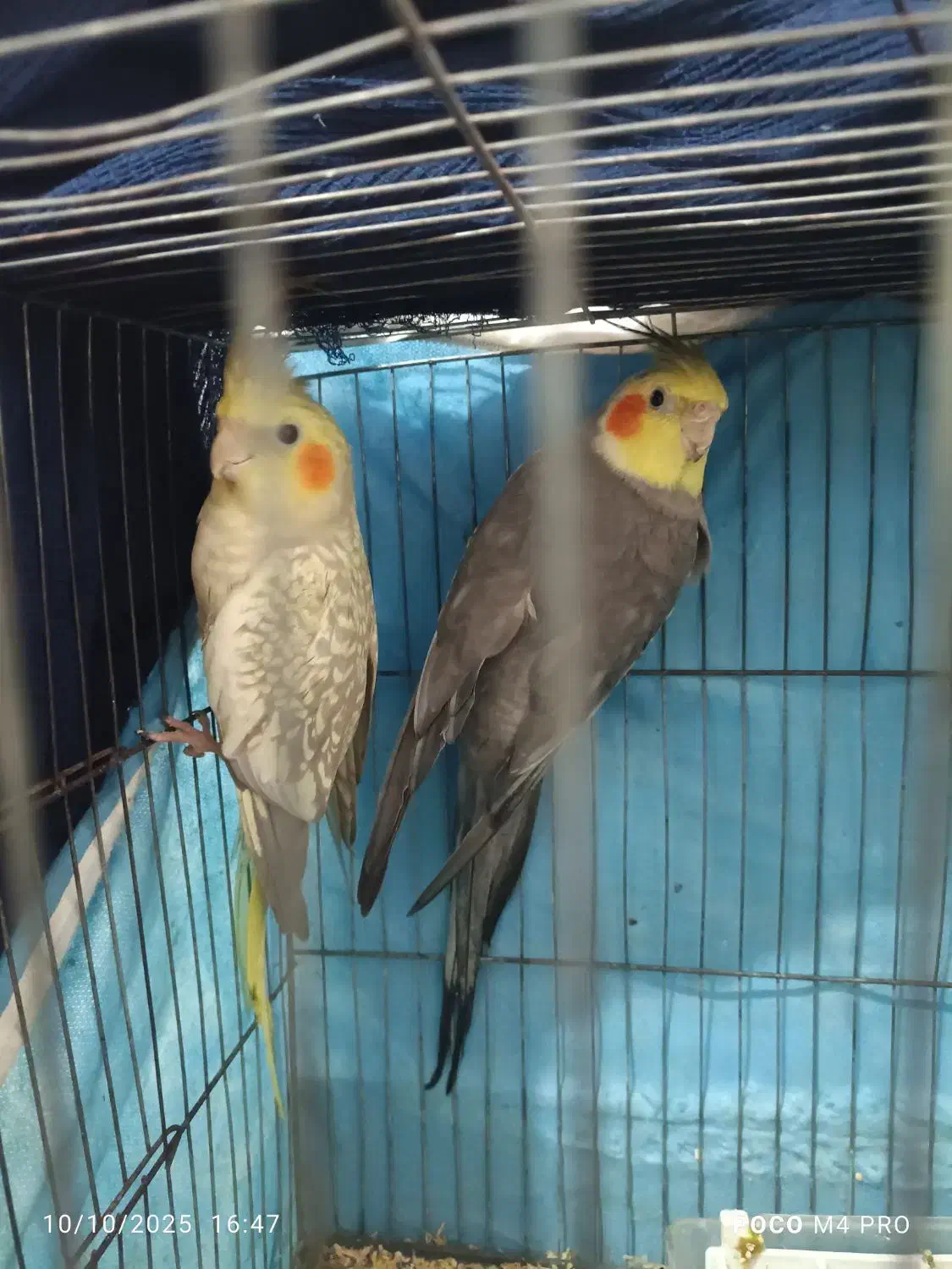 جفت عروس هلندی|پرنده|رشت, گلباغ نماز|دیوار