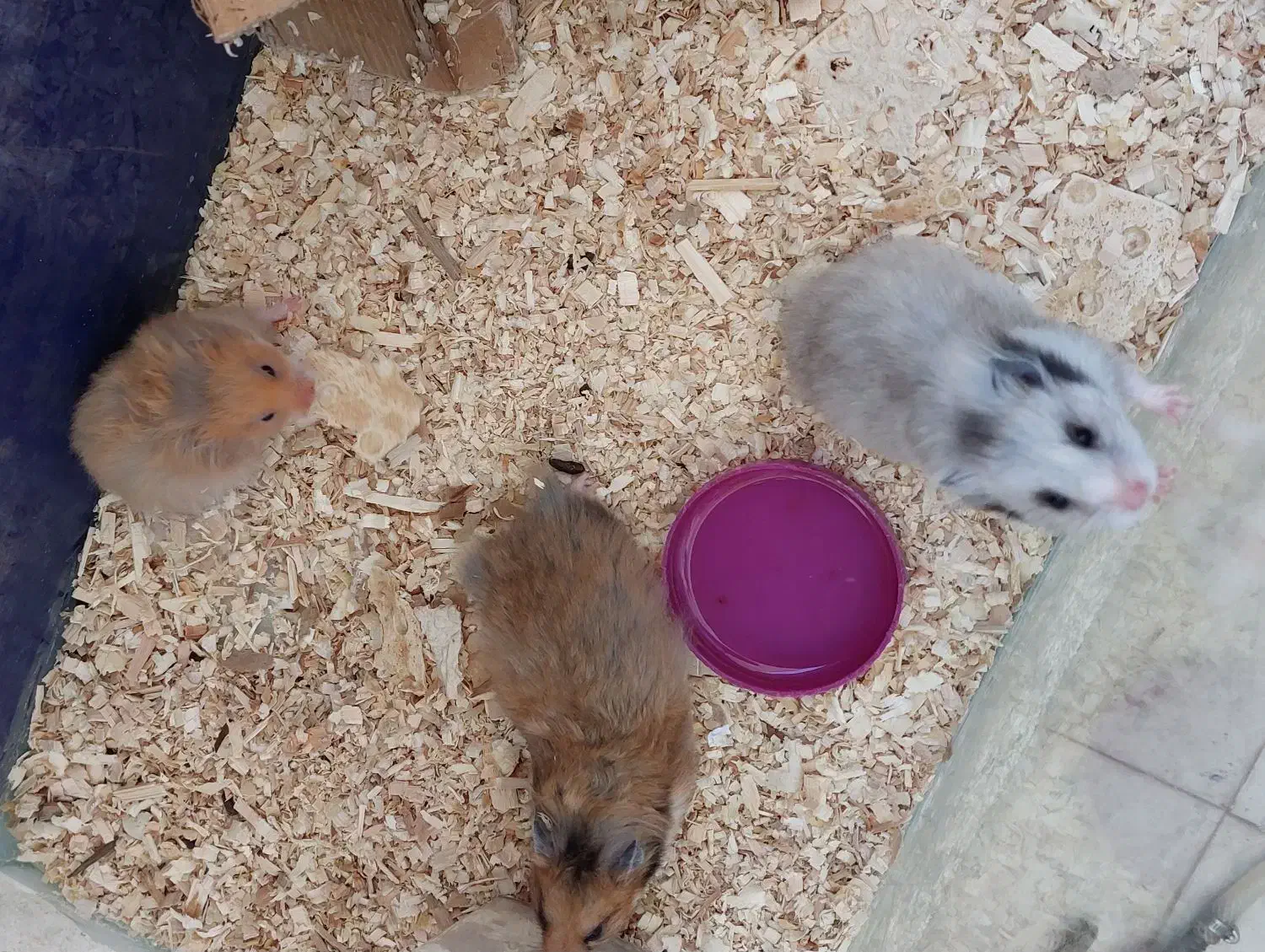 همستر کمپل|موش و خرگوش|خرمآباد, |دیوار