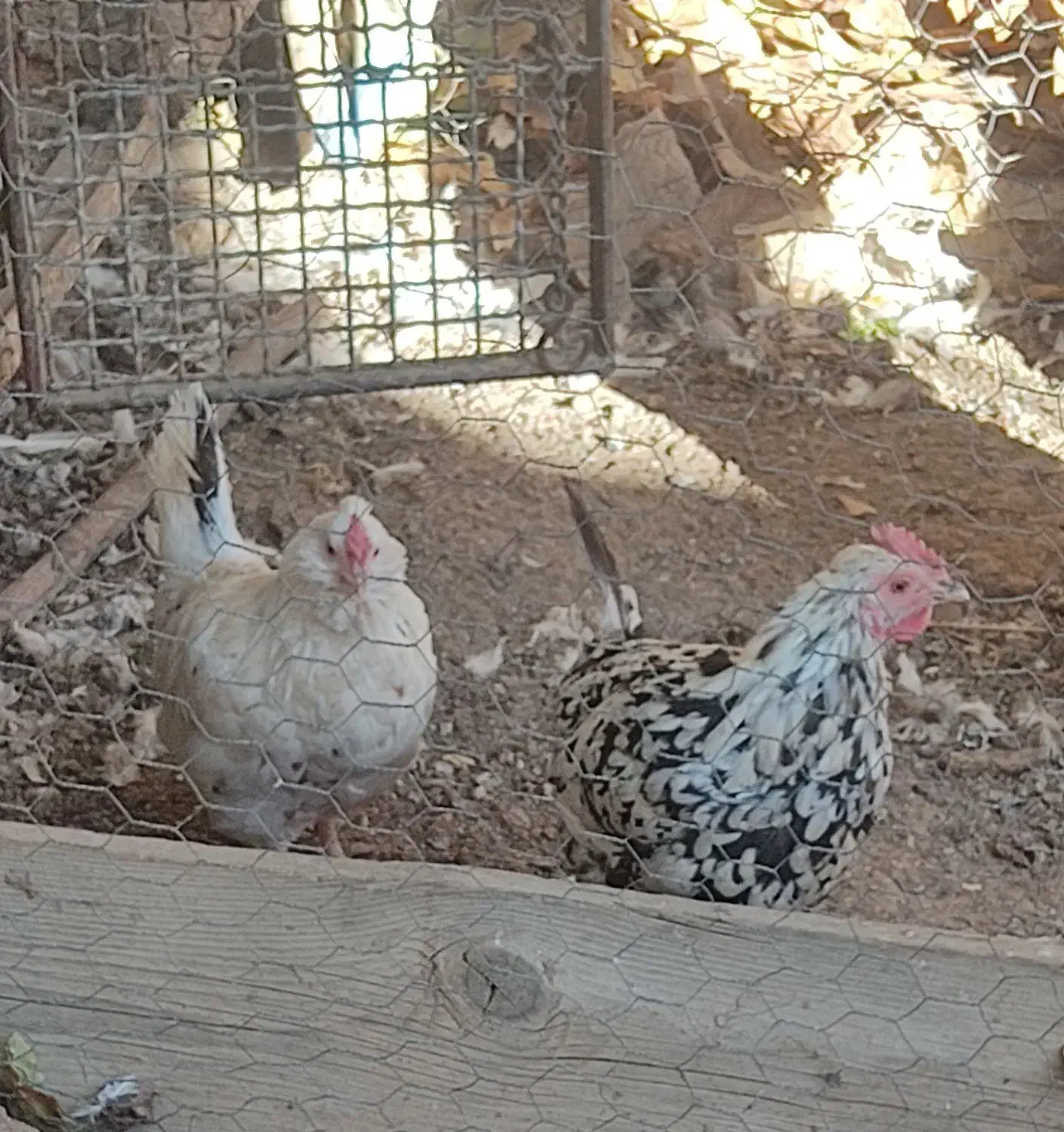 مرغ گلین|حیوانات مزرعه|سمیرم, |دیوار