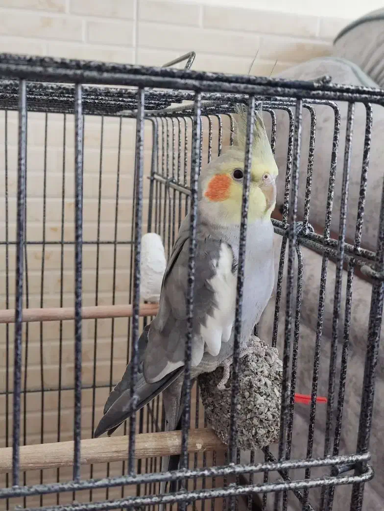 عروس هلندی سخنگو|پرنده|بروجن, |دیوار