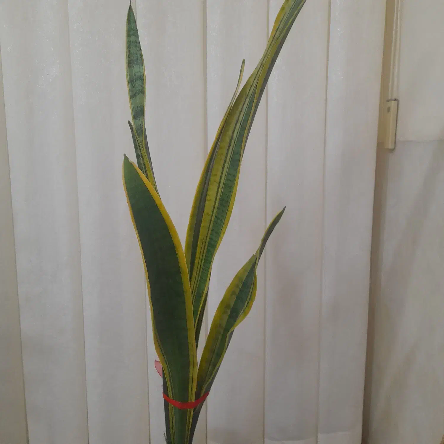 گل گیاه|گل و گیاه طبیعی|سبزوار, قصبه شرقی|دیوار