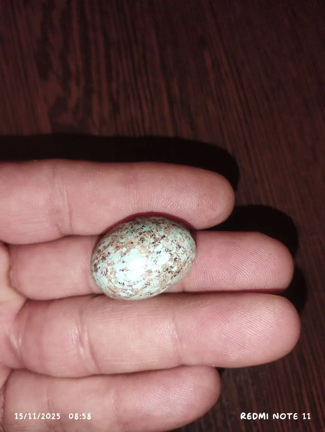 نگین فیروزه نیشابور مغز سنگ|جواهرات|بیرجند, |دیوار