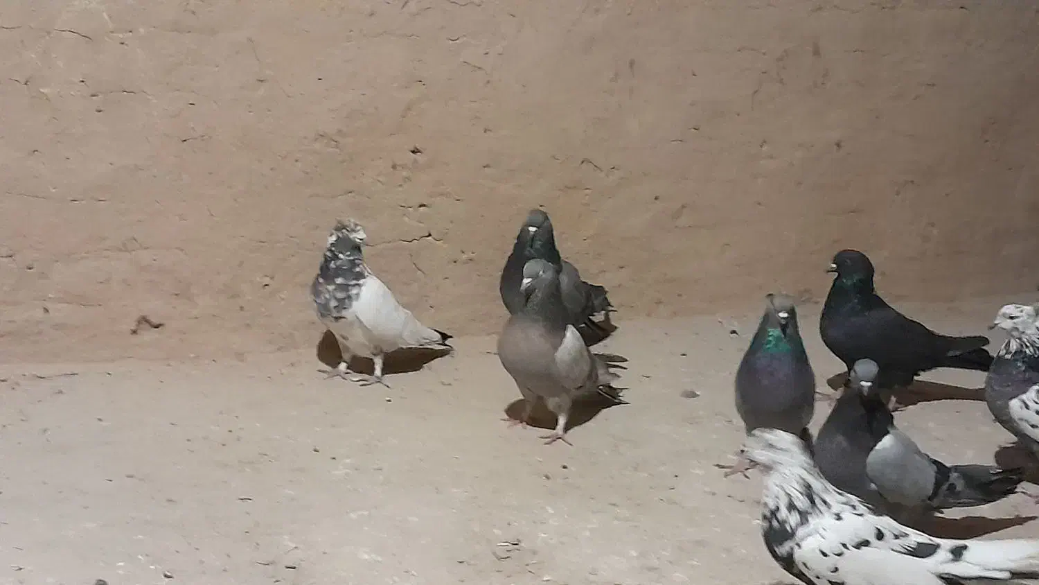 کبوتر اصفهانی|پرنده|شهرضا, |دیوار