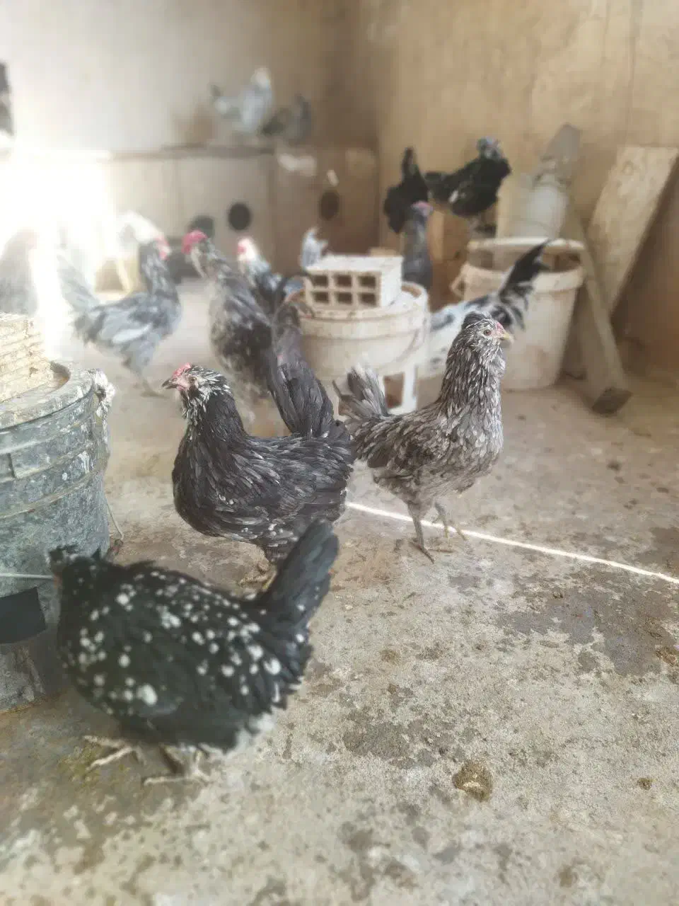 تخم مرغ نطفه دار گلین طوسی چهل تاج فول کیفیت|حیوانات مزرعه|اصفهان, کارلادان|دیوار