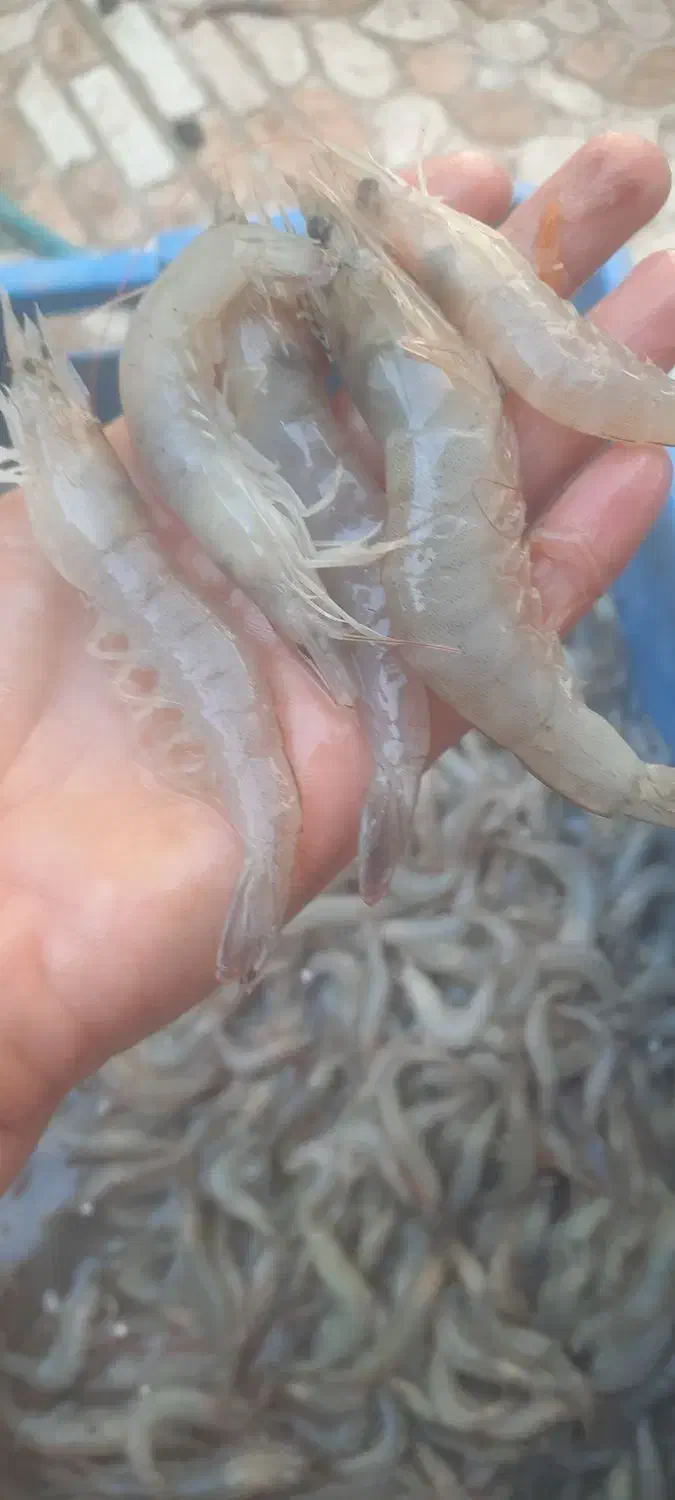 میگو پرورشی تازه|خوردنی و آشامیدنی|چغادک, |دیوار