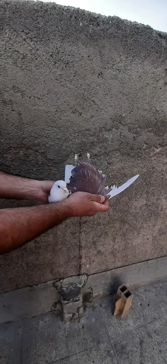 کفتر|پرنده|شهر ری, شهرک نظامی|دیوار