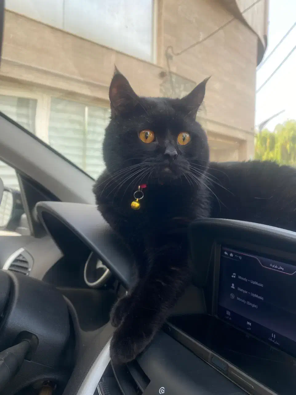 گربه|گربه|گنبد کاووس, |دیوار