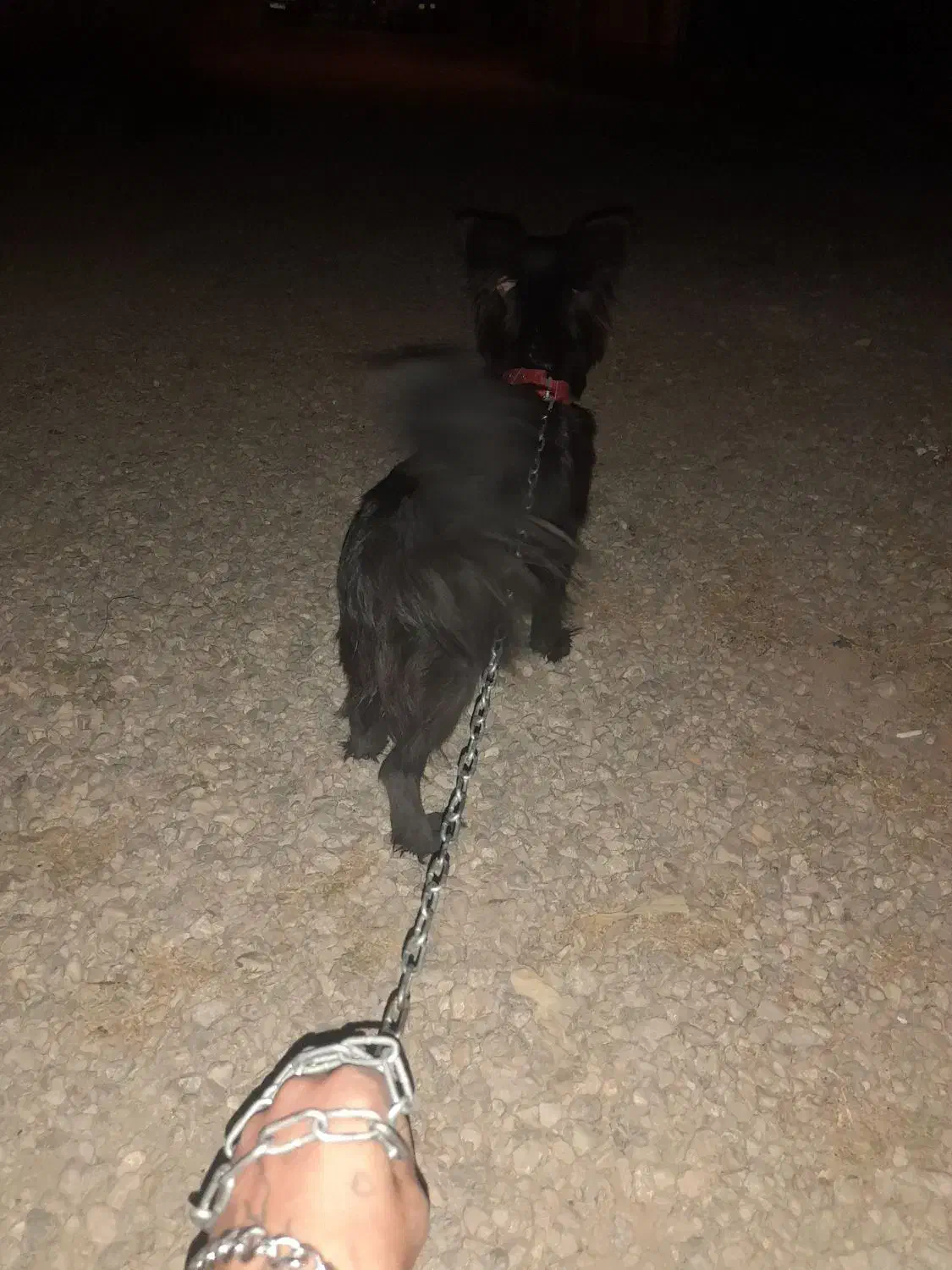 سک پاکوتا اشپید|سگ|بجنورد, |دیوار