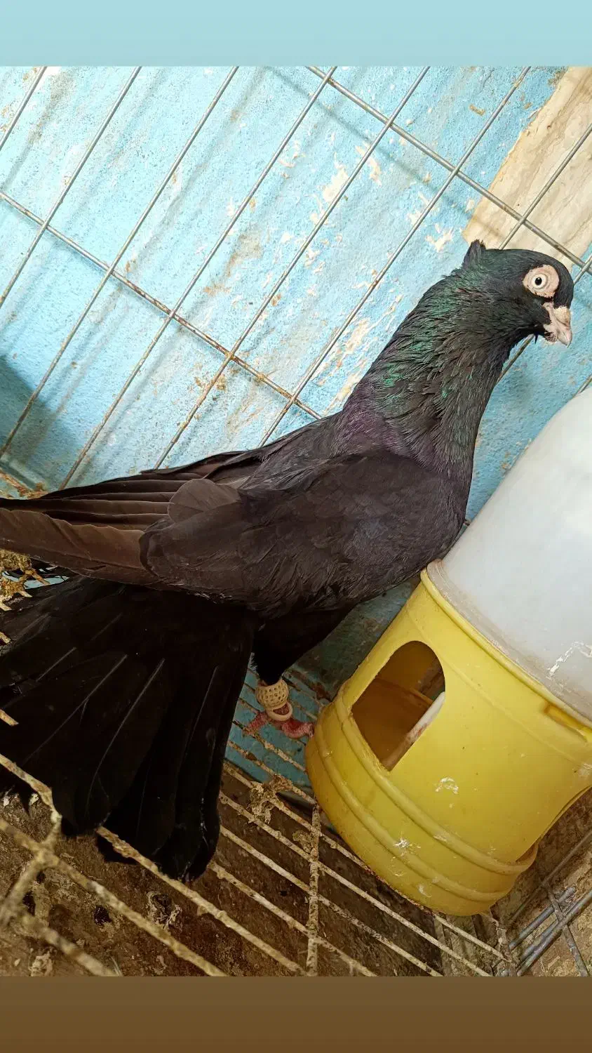 زاغ نر|پرنده|مسجد سلیمان, |دیوار