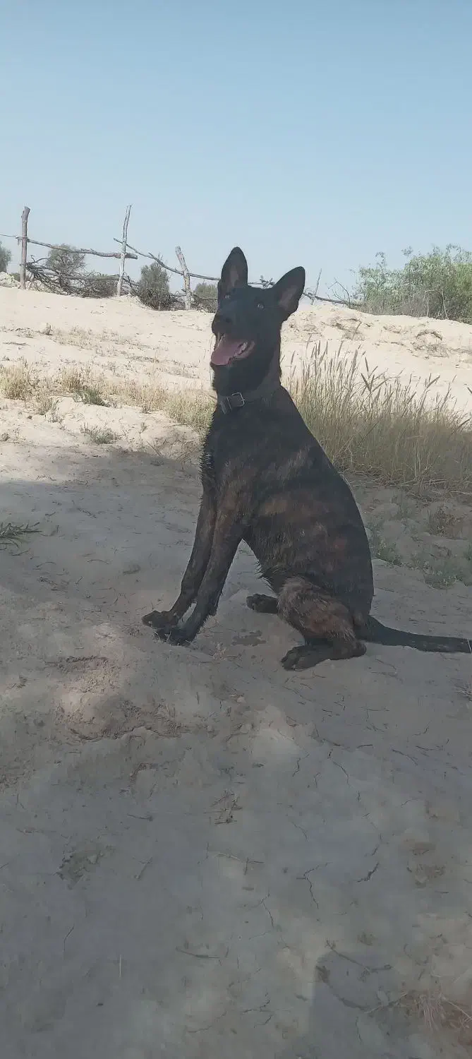 سگ مالونیز رنگ تایگر|سگ|تخت, |دیوار