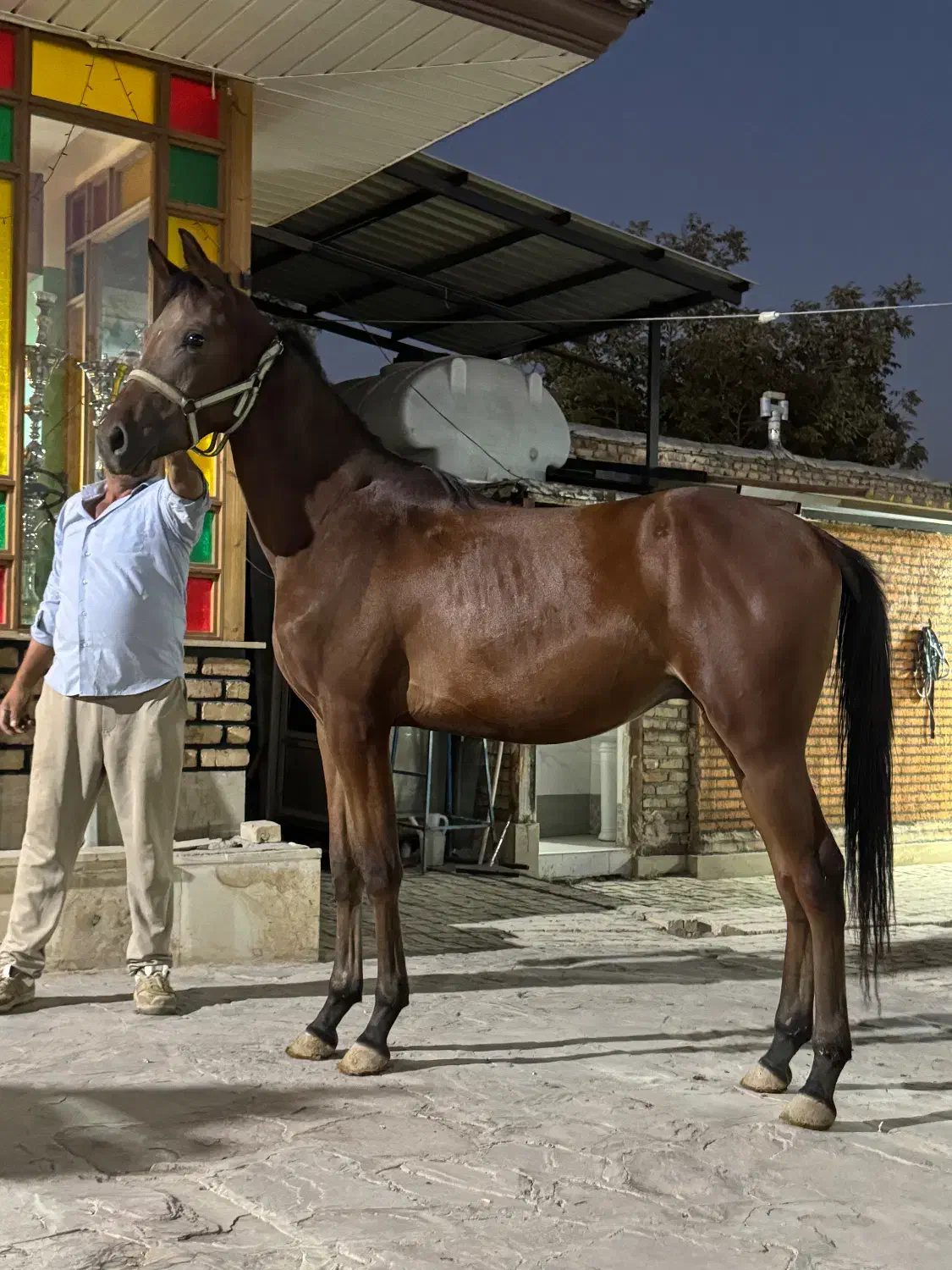 کره نریان ۲ ساله نژاد تربلد انگلیسی شناسنامه دار|اسب و تجهیزات اسب‌سواری|شهریار, کردزار|دیوار