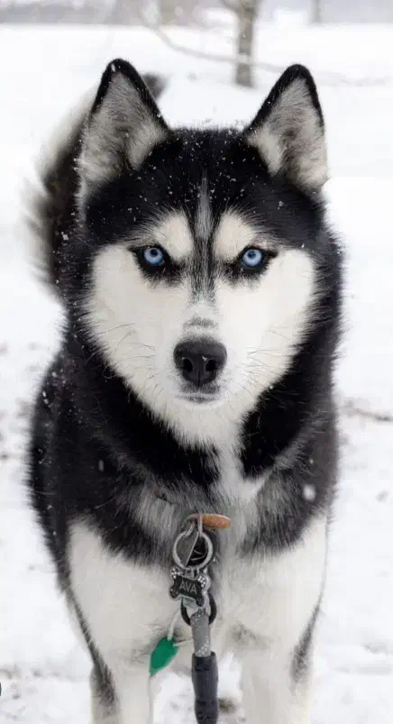 سگ هاسکی|سگ|دهدشت, |دیوار